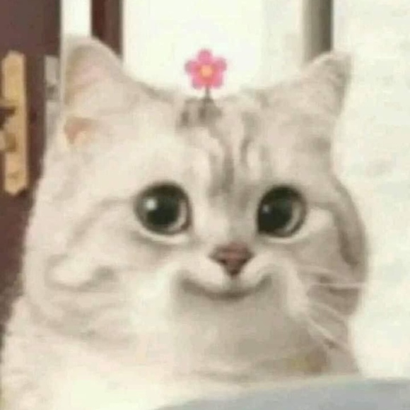 maggiemangos
